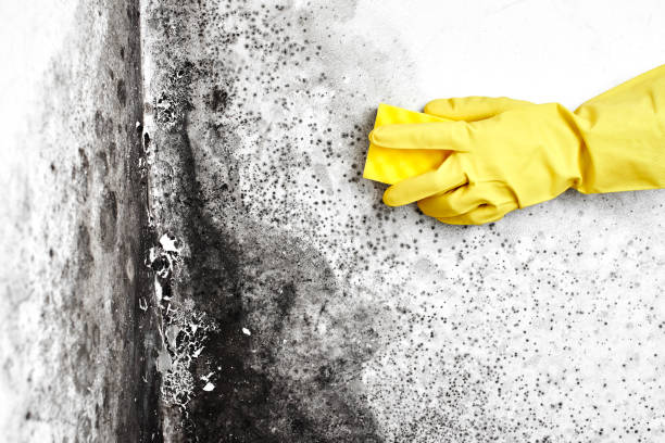 Best Mold Removal for HVAC Installations  in Georgetown, CT